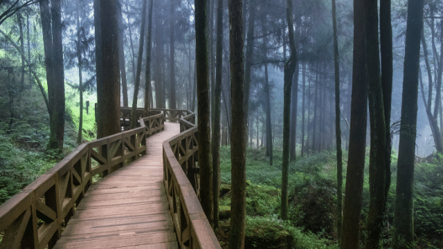 Lối đi bộ trong khu rừng của núi A Lý Sơn