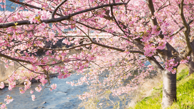 Du lịch Hàn Quốc mùa Xuân ngắm hoa anh đào đẹp rực rỡ